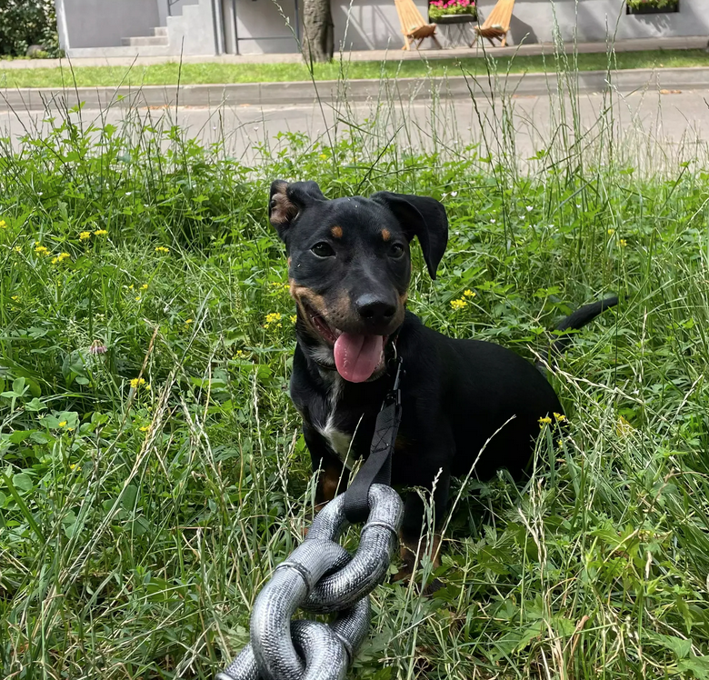 RockDog - Le Collier Ultime pour Chiens"