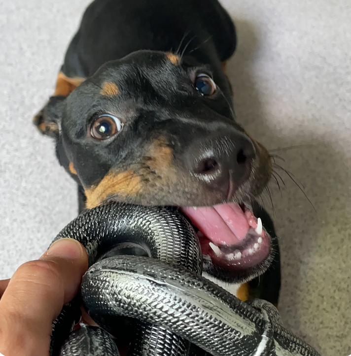 RockDog - Le Collier Ultime pour Chiens"