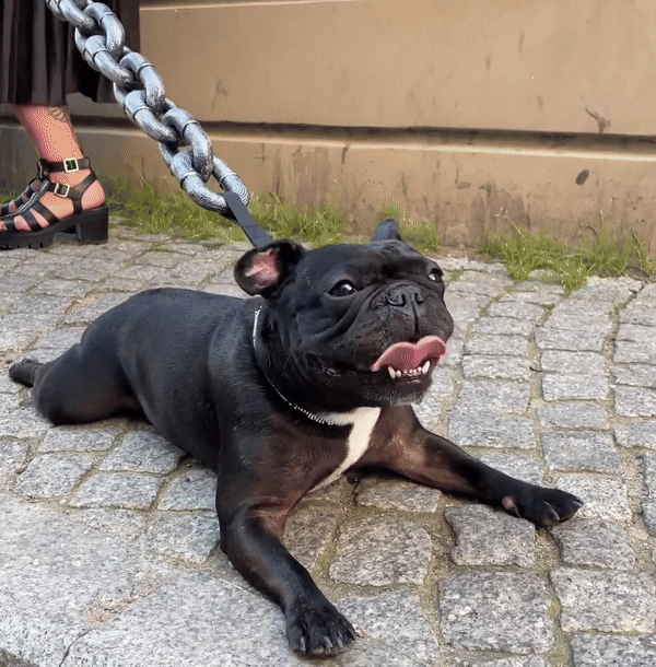 RockDog - Le Collier Ultime pour Chiens"